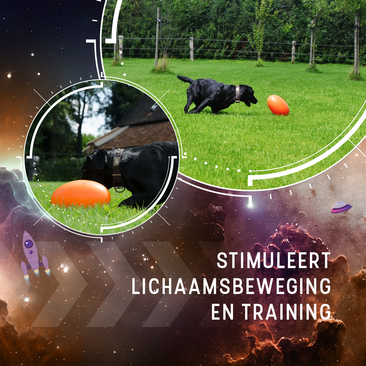Dog Comets Pan-Stars Oranje L — afbeelding 5
