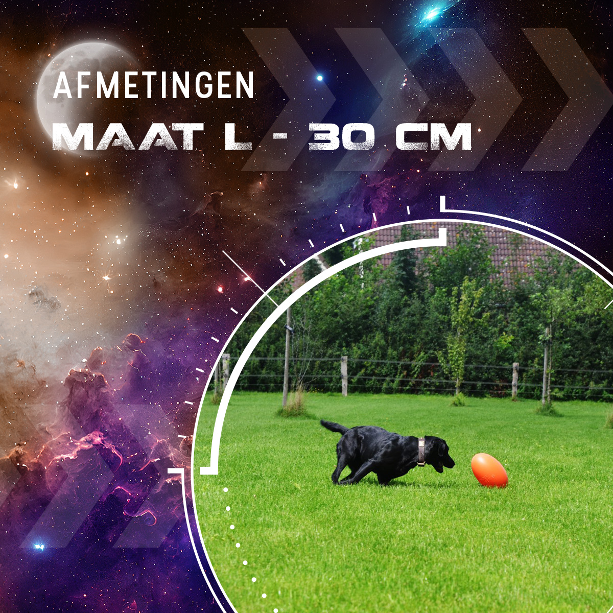 Dog Comets Pan-Stars Oranje L — afbeelding 3