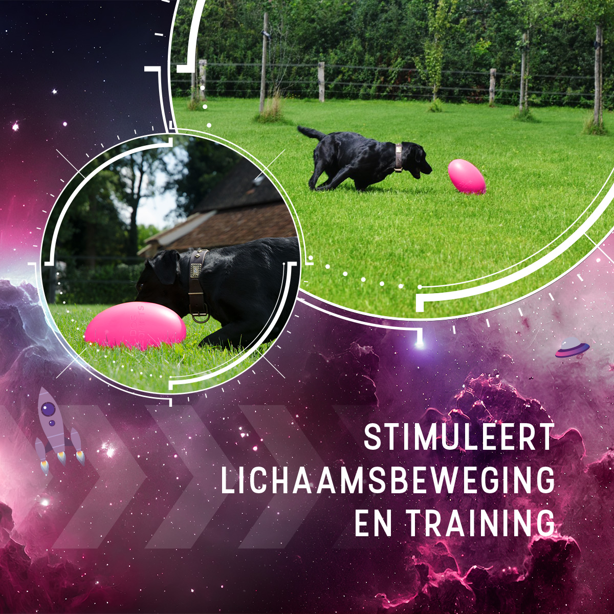 Dog Comets Pan-Stars Roze M — afbeelding 5