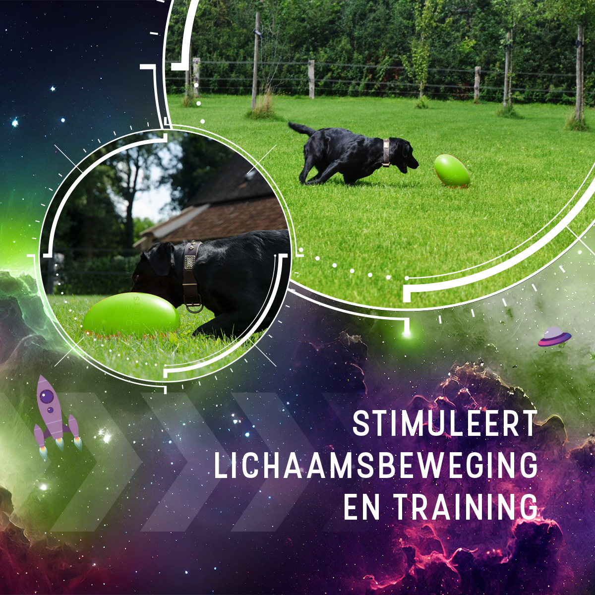 Dog Comets Pan-Stars Groen M — afbeelding 5