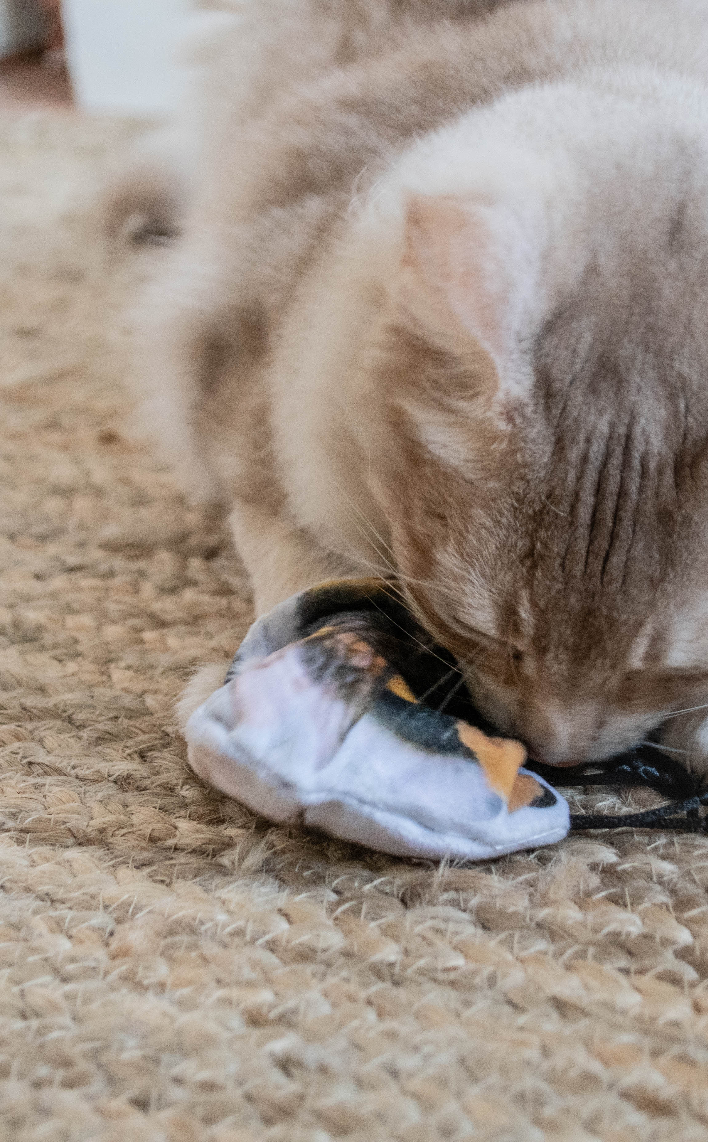 Wild Life Cat Hommel — afbeelding 4