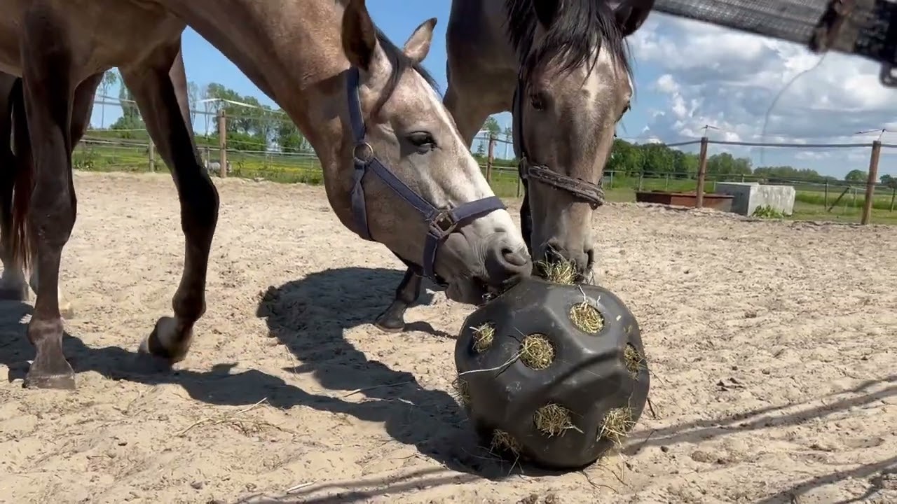 Excellent Horse Feed & Play Ball Zwart — afbeelding 2