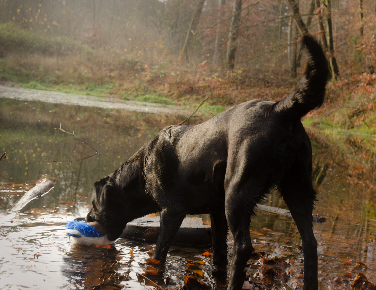 Wild Life Dog Eend — afbeelding 3