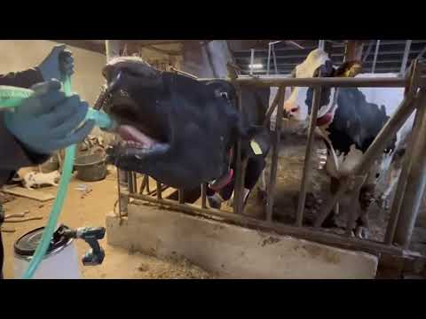 Excellent Cow Drencher Drill Driven — afbeelding 3