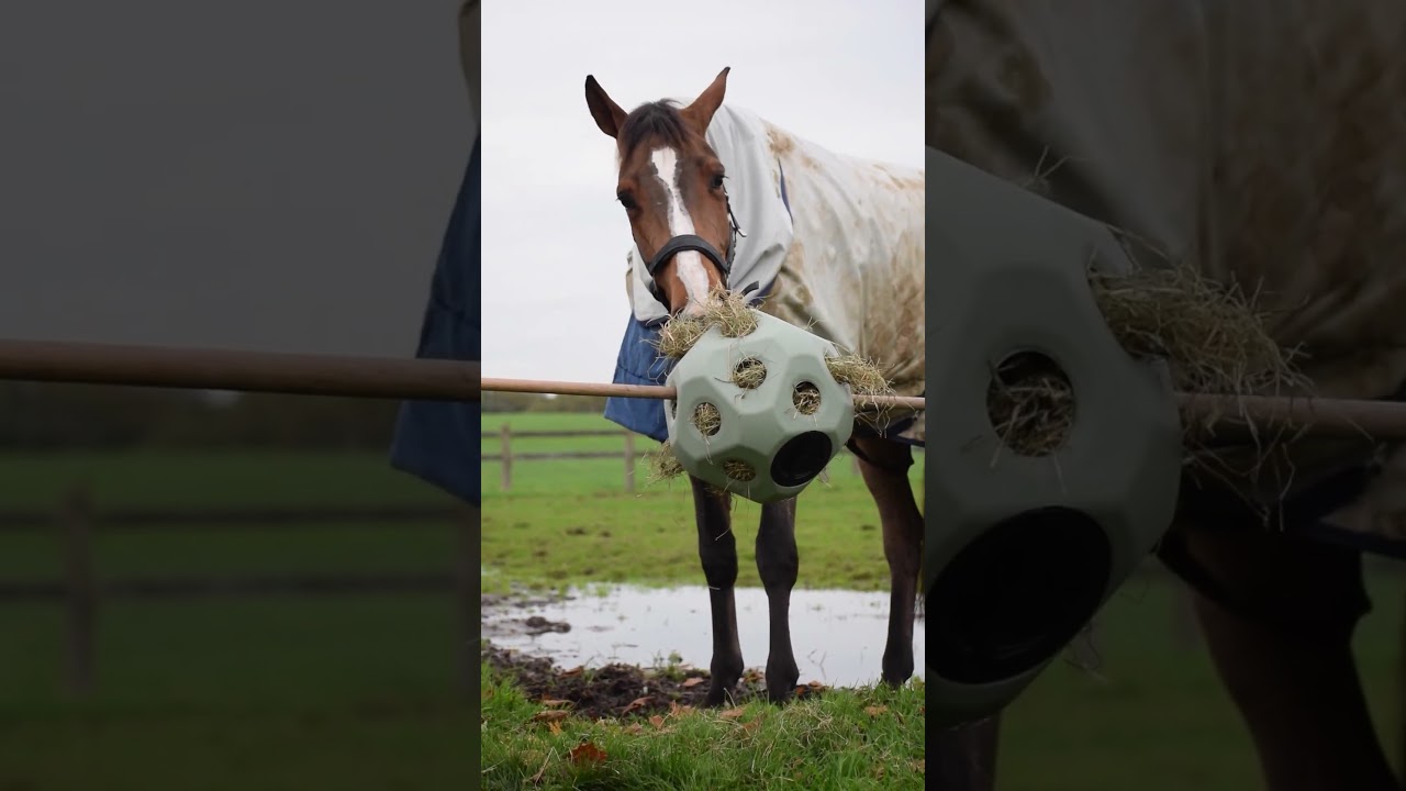 Excellent Horse Feed & Play Ball Zwart — afbeelding 3