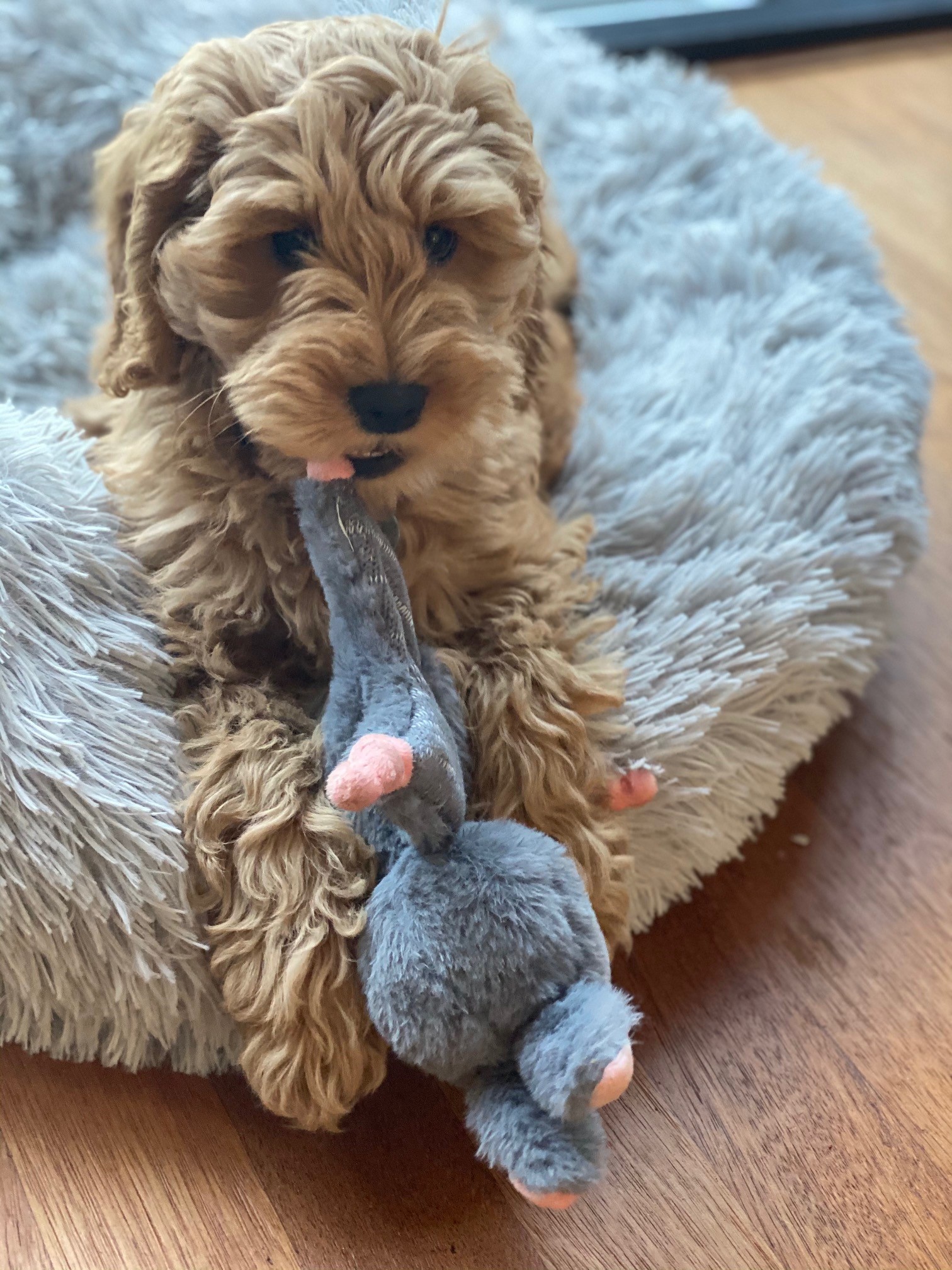Bunny Puppy Crunchy Knot — afbeelding 3