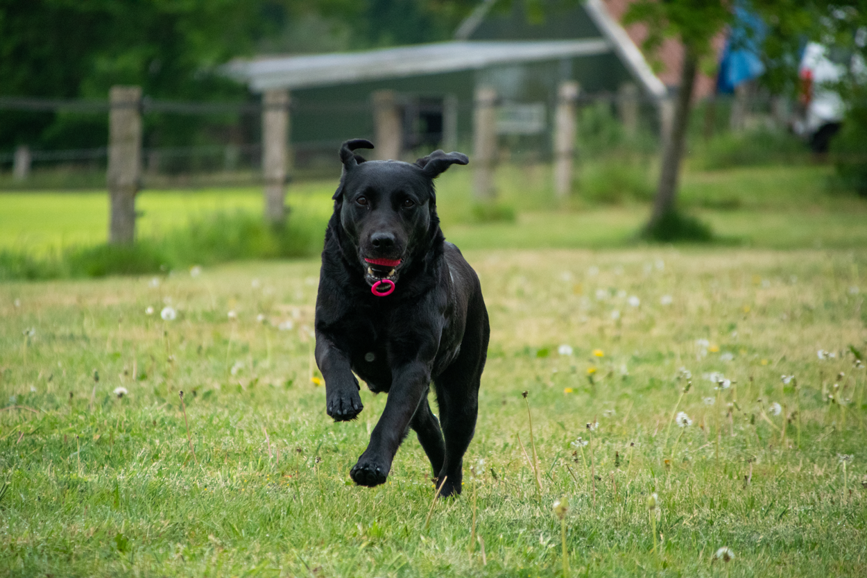 Dog Comets Blazar Jet Oranje — afbeelding 5