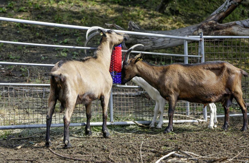 Borstel voor Paard, Rund, Geit — afbeelding 5