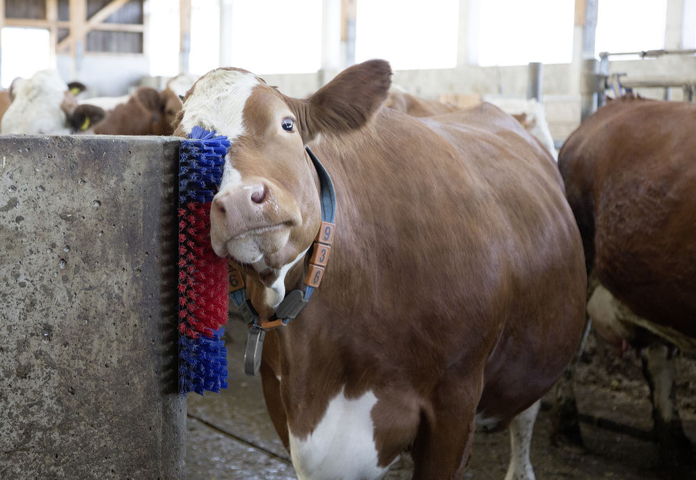 Borstel voor Paard, Rund, Geit — afbeelding 6