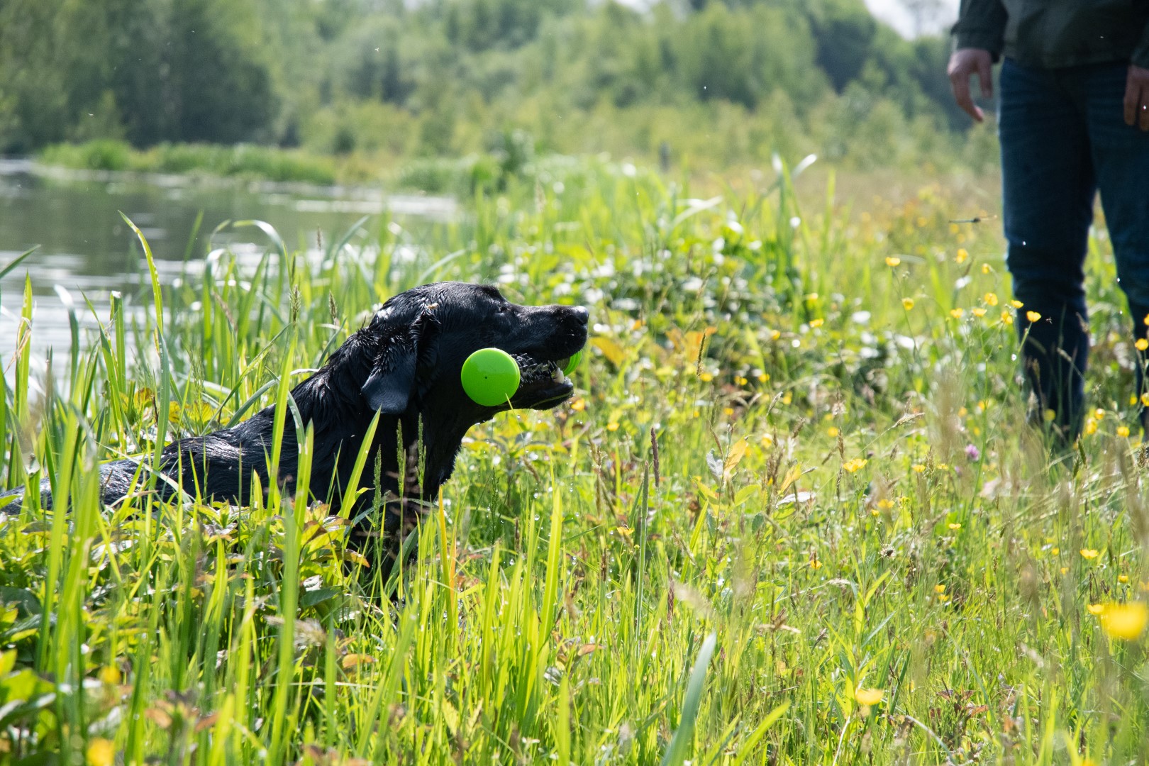 Dog Comets Meteor Werpstok Groen L — afbeelding 4