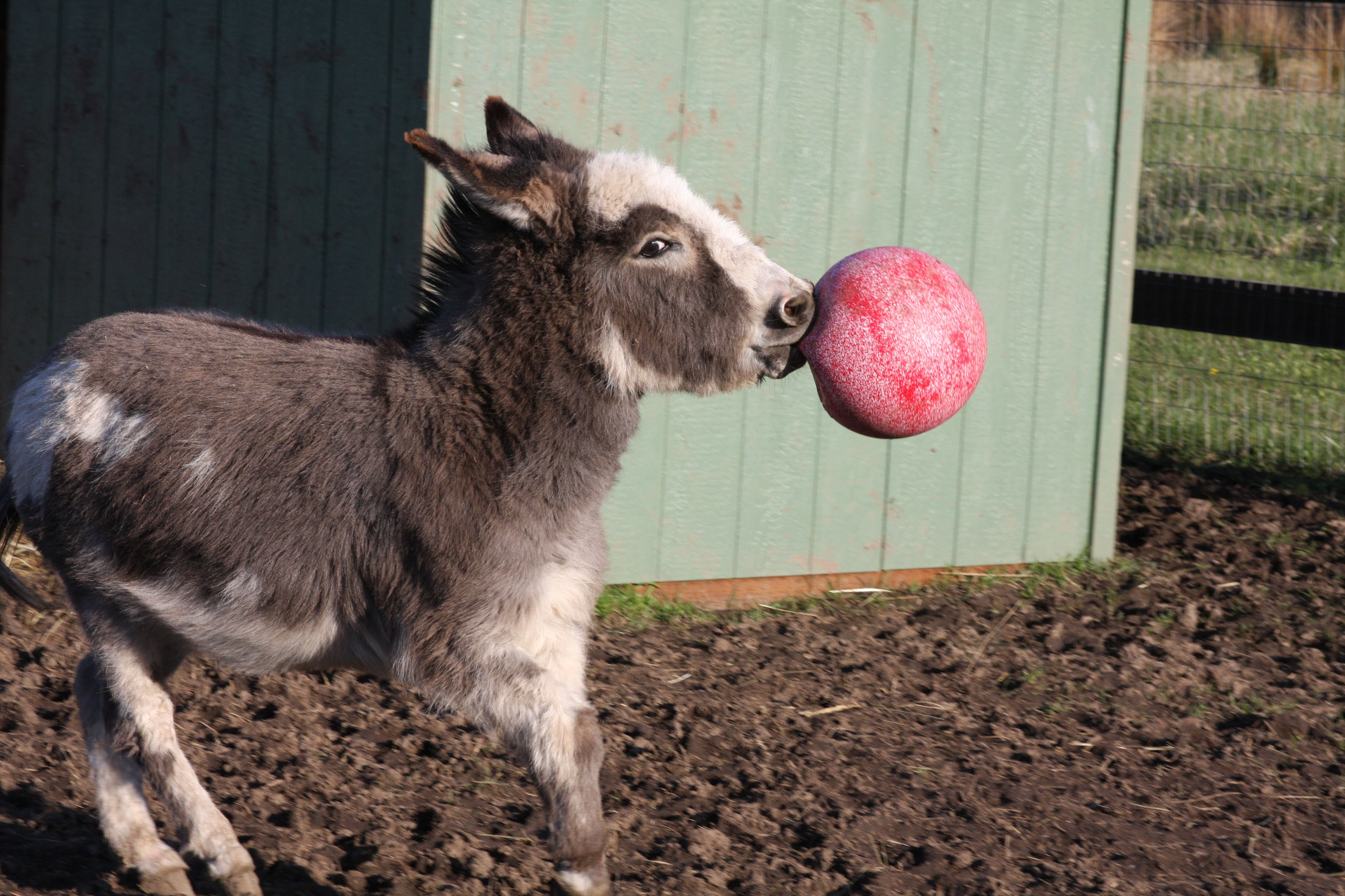 Jolly Ball Rood (geurloos) — afbeelding 2