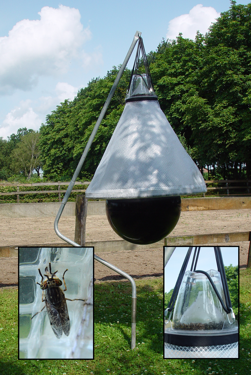Loer Dazenval Compleet — afbeelding 2