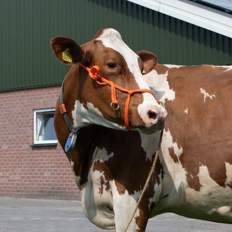 Halster Kalf verstelbaar breed oranje Koe — afbeelding 2