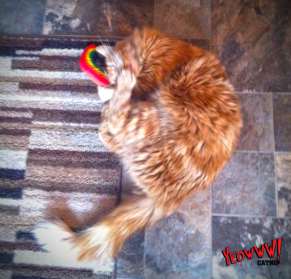 Yeowww! Rainbow — afbeelding 2