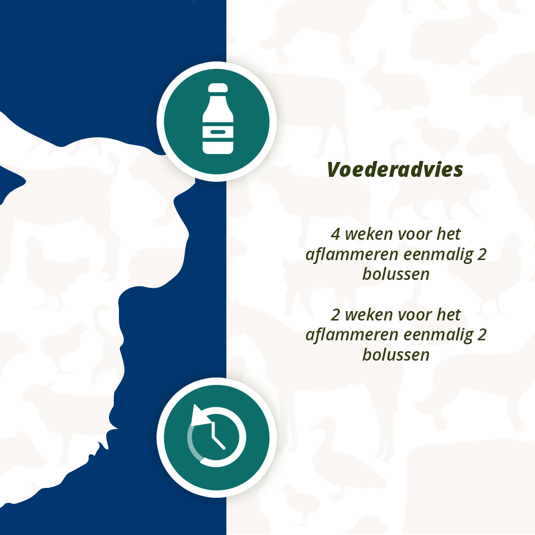 Excellent Ener Bolus Schaap & Geit — afbeelding 5