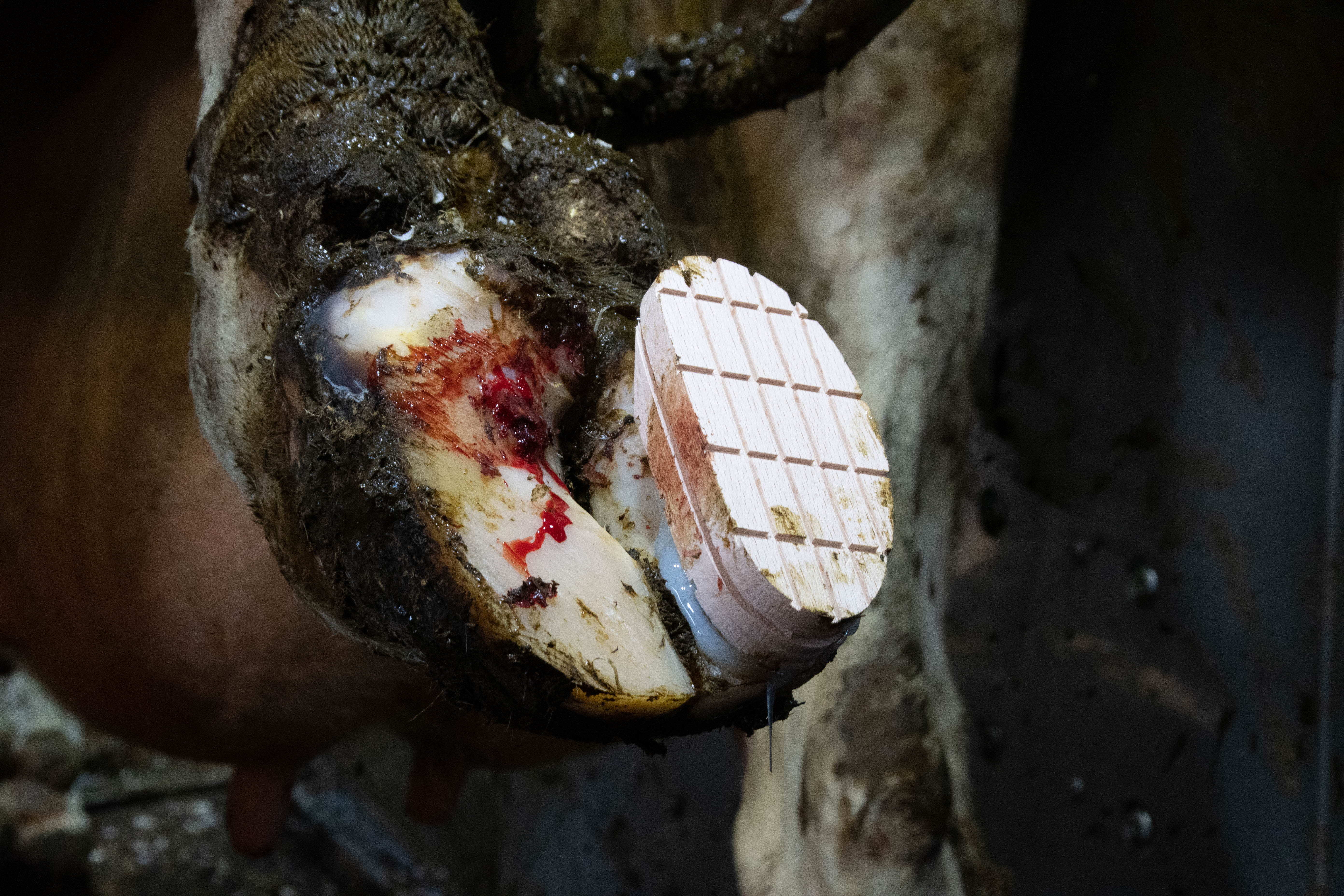 Excellent Easy Hoof Block Hout - 11 cm — afbeelding 3