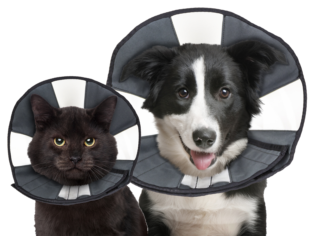 Zenpet Procone XL — afbeelding 4