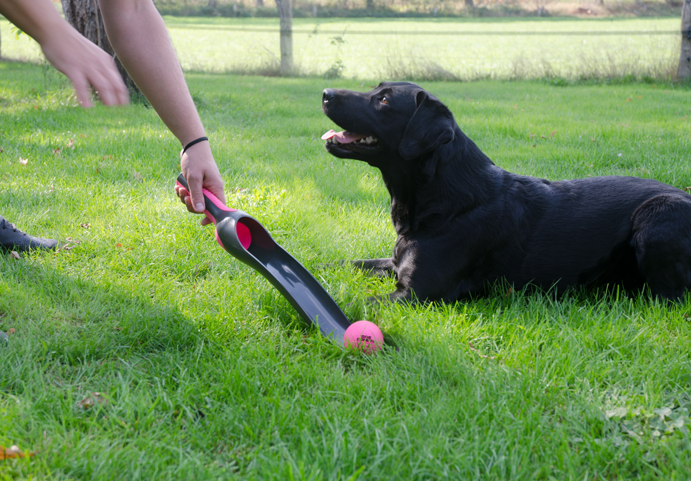 Dog Comets Star Launcher Roze — afbeelding 2
