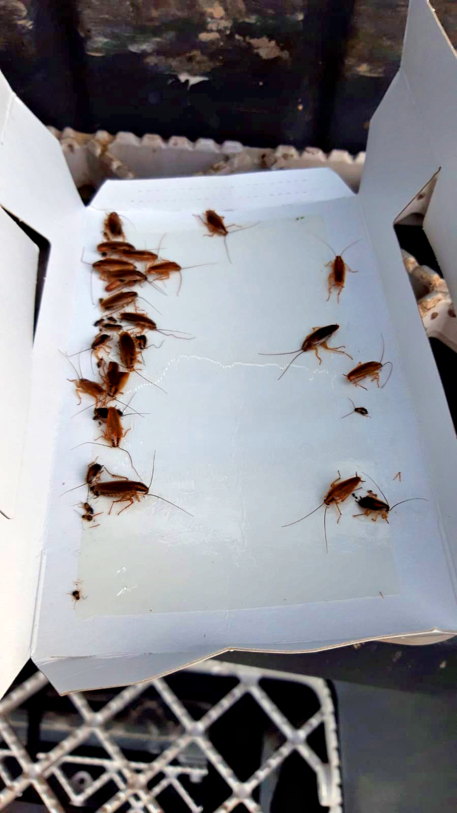 Knock Pest Insectenval Groot — afbeelding 5