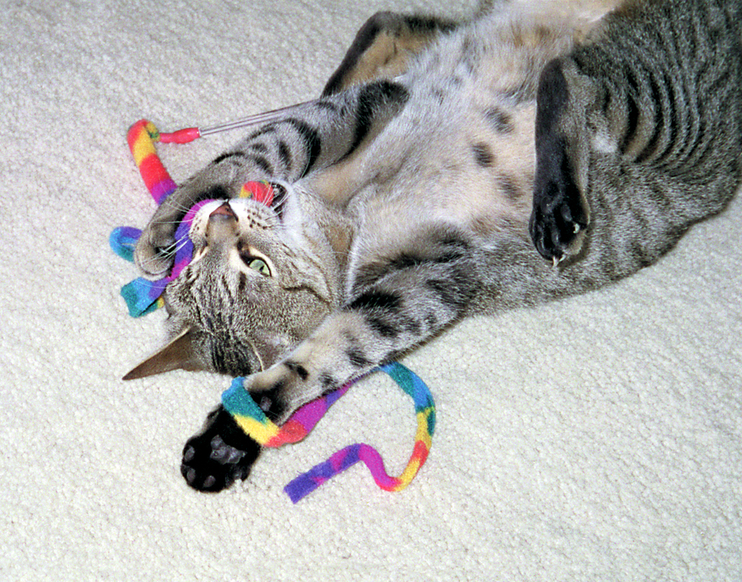 Cat Dancer Cat Charmer — afbeelding 2