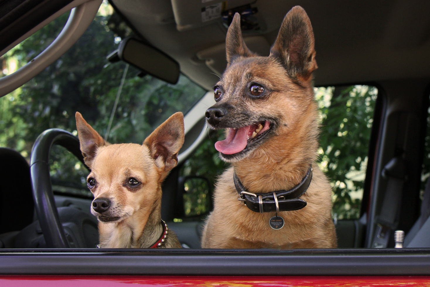 Spotted! Pro Hond & Kat S — afbeelding 5