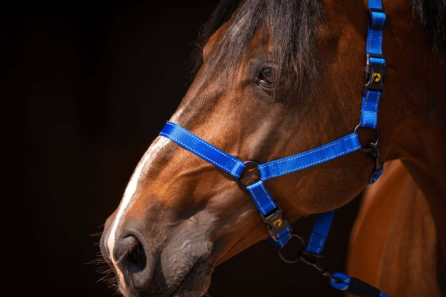 Excellent Premium Halster Blauw XS — afbeelding 2