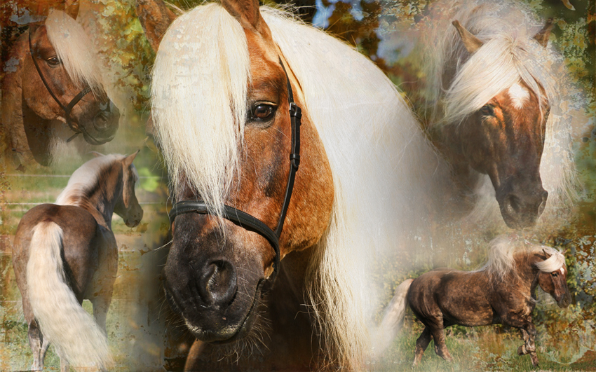 Excellent Horse Hi Gloss Spray 500 ml — afbeelding 3