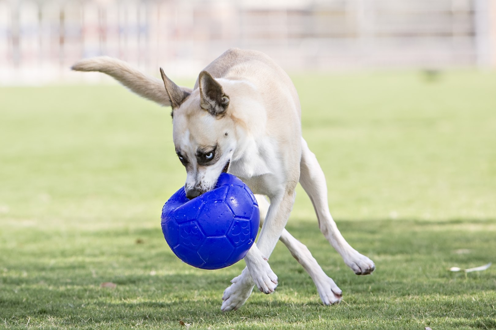 Jolly Soccer Ball Lichtblauw S (15 cm) — afbeelding 4