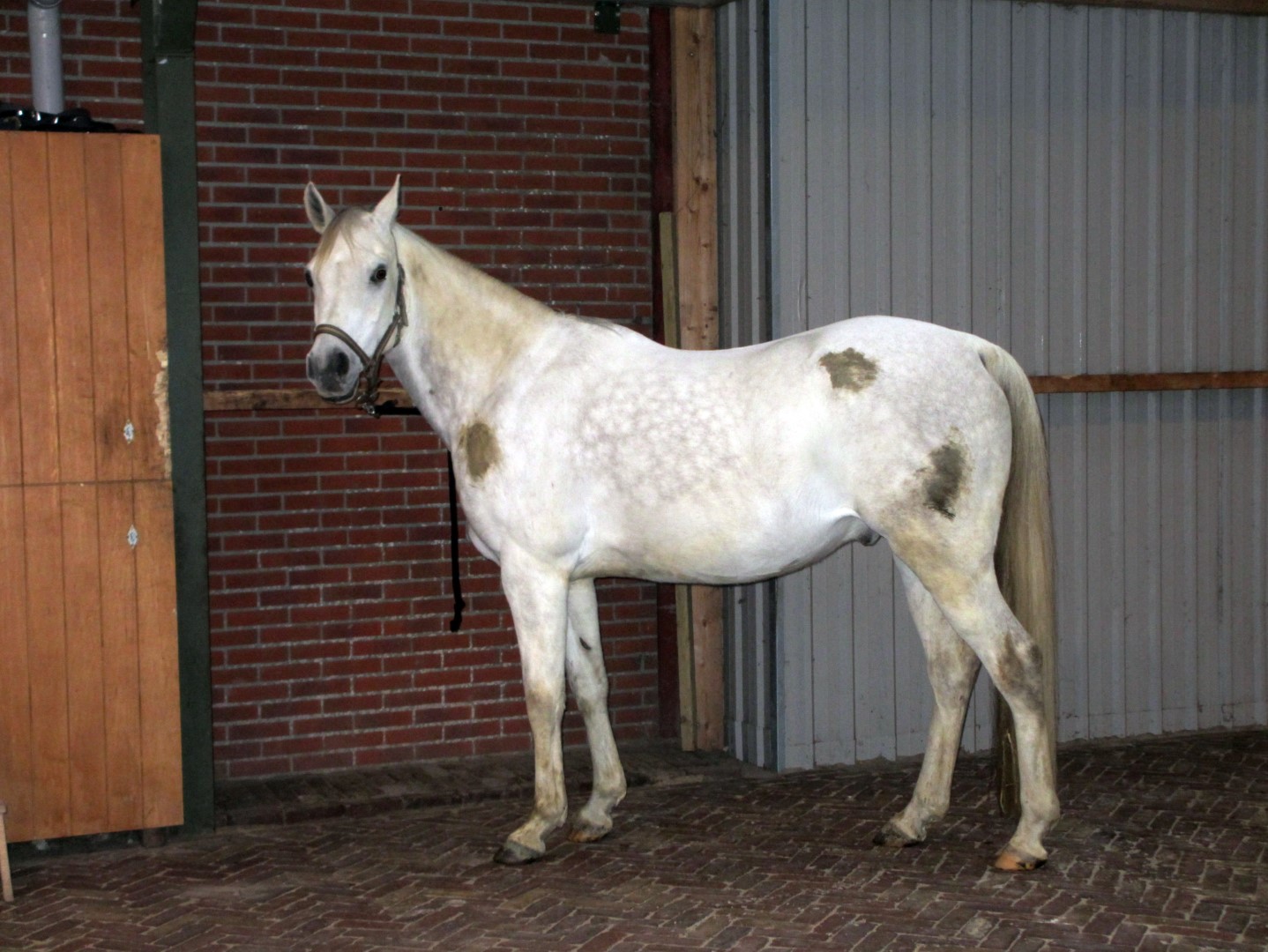 Excellent Horse Hi Gloss Clean Spray 500 ml — afbeelding 2