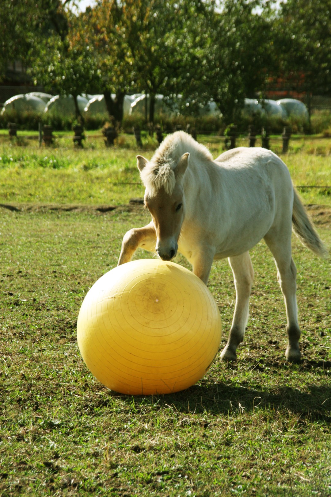 Maximus Power Play Ball 65 cm — afbeelding 3