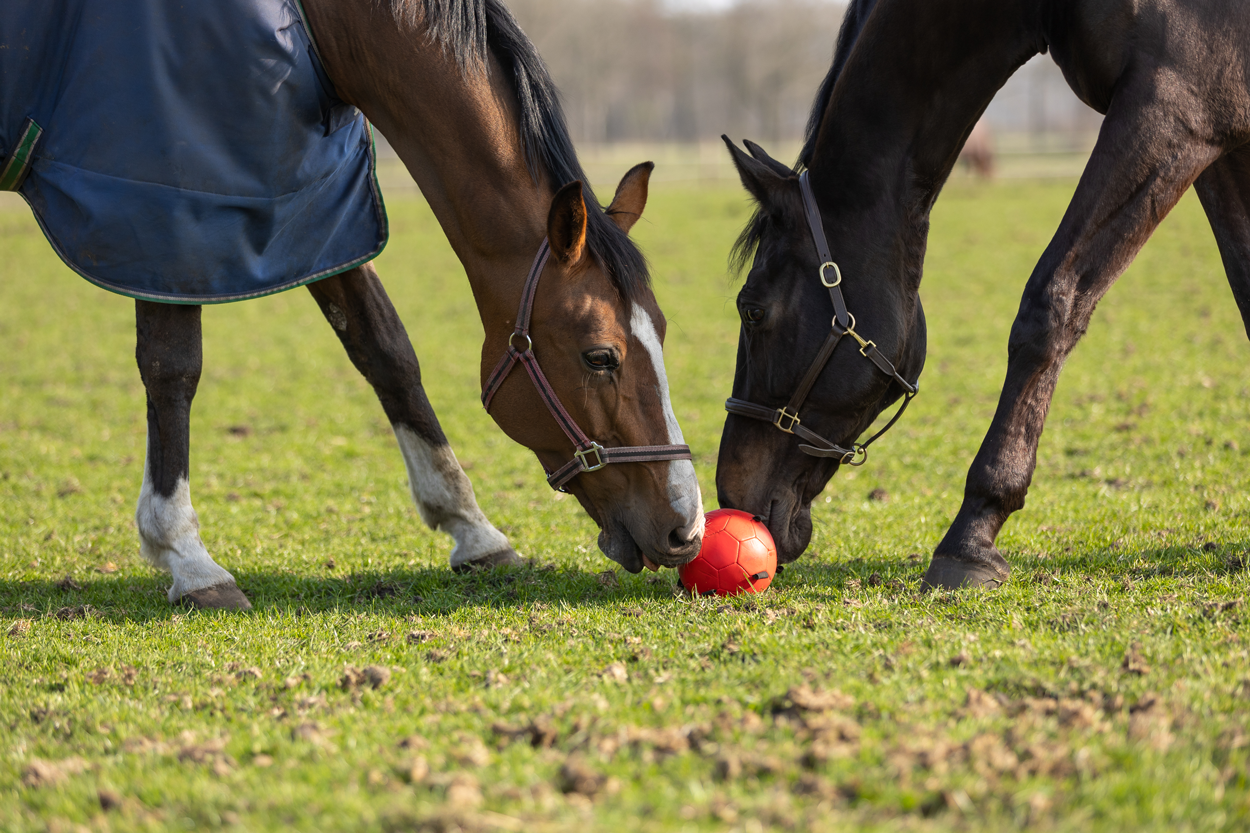 Excellent Horse Fun Play Ball Roze — afbeelding 6