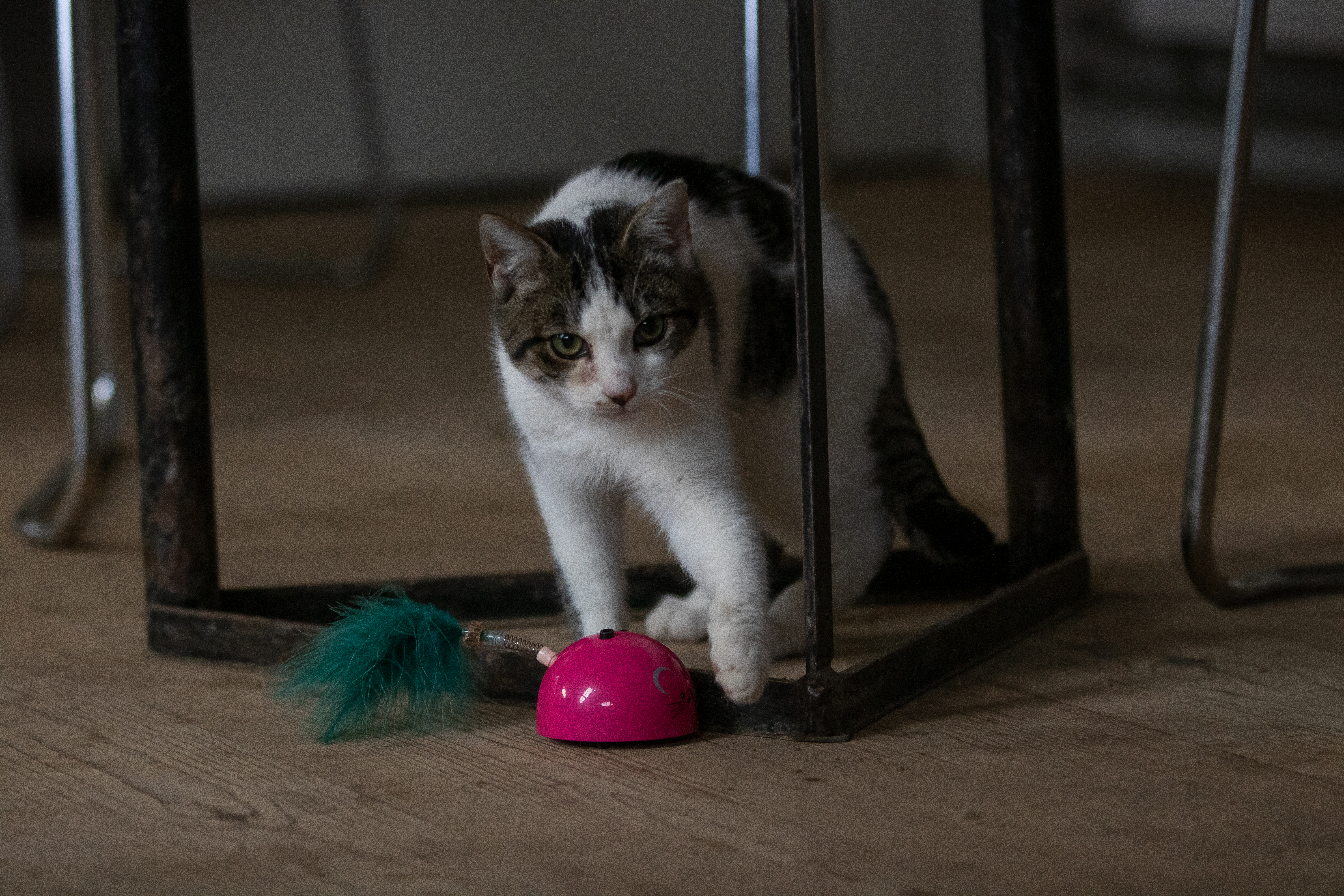 Robocat Muis Roze — afbeelding 4