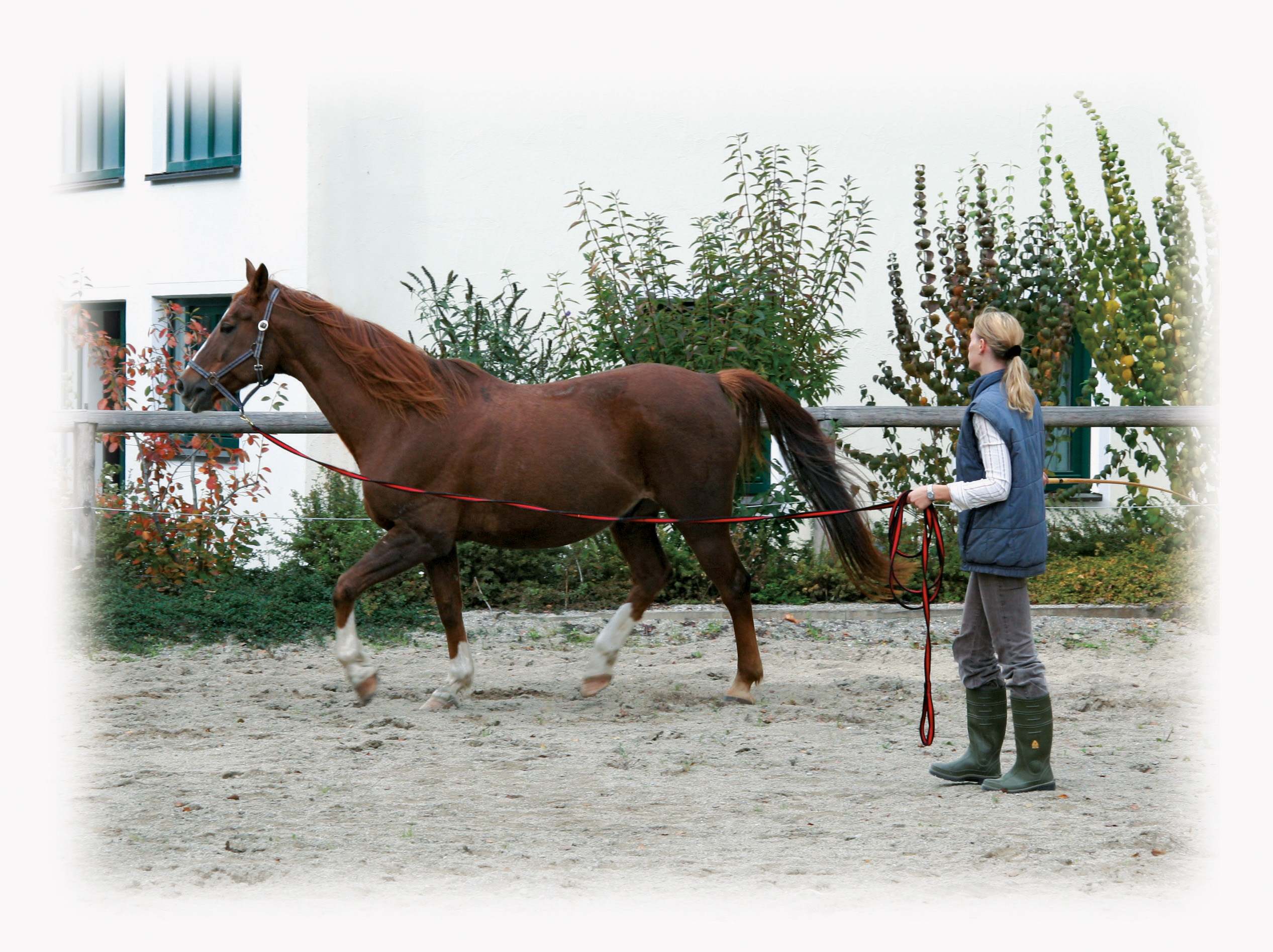 Longeerlijn zwart soft 8 meter Rood — afbeelding 2
