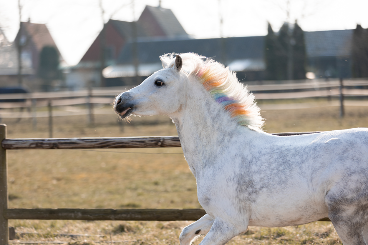Lucky Horse Unicorn Regenboog Kleurkrijt — afbeelding 3