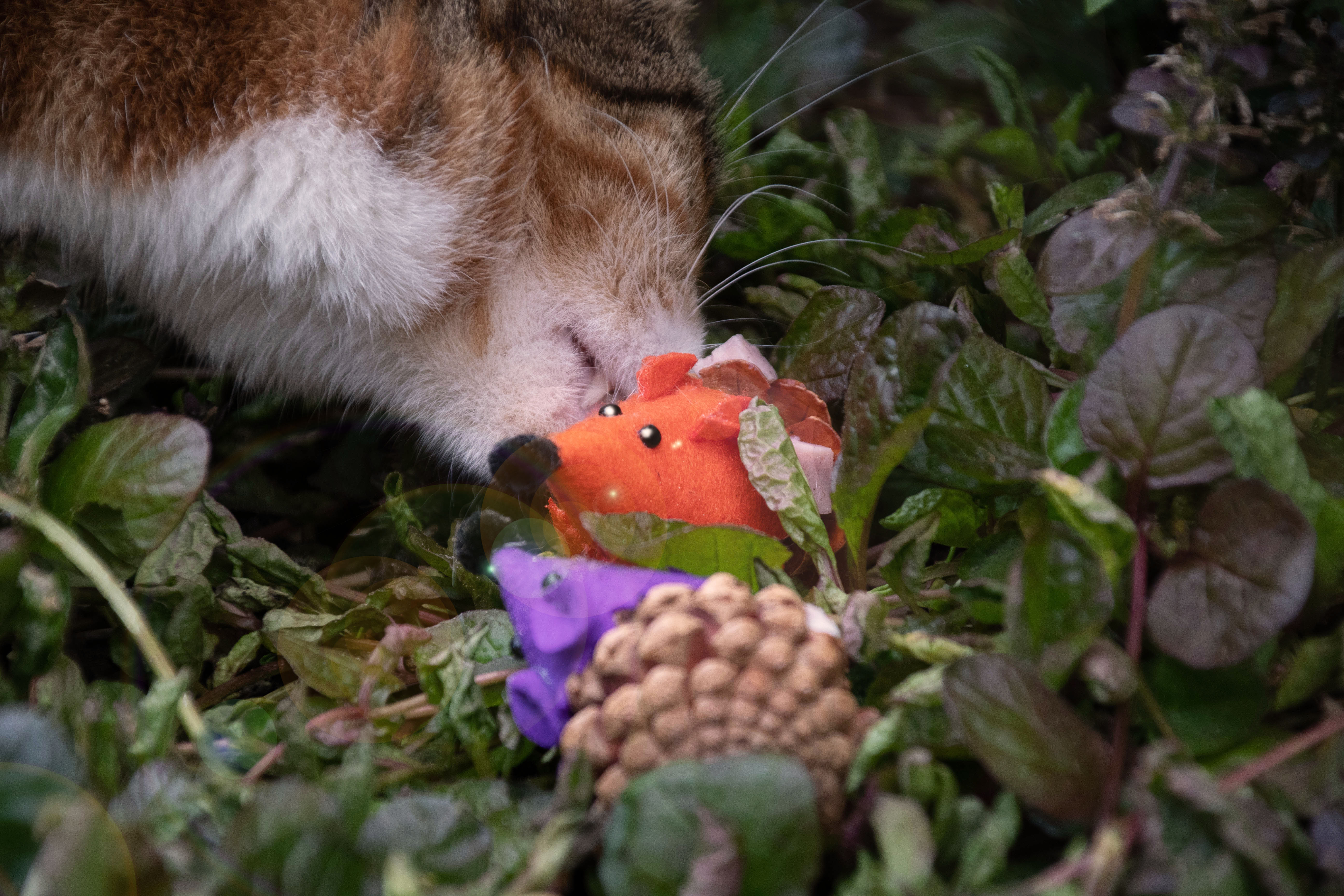 Forest Friends Mouse Oranje — afbeelding 3