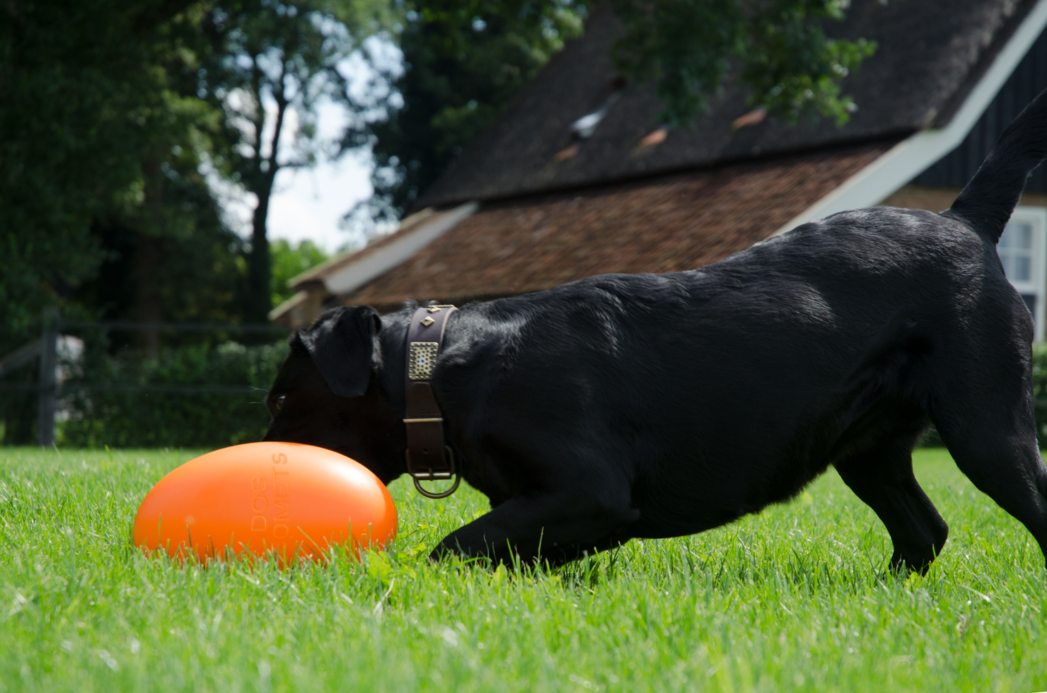 Dog Comets Pan-Stars Oranje M — afbeelding 2