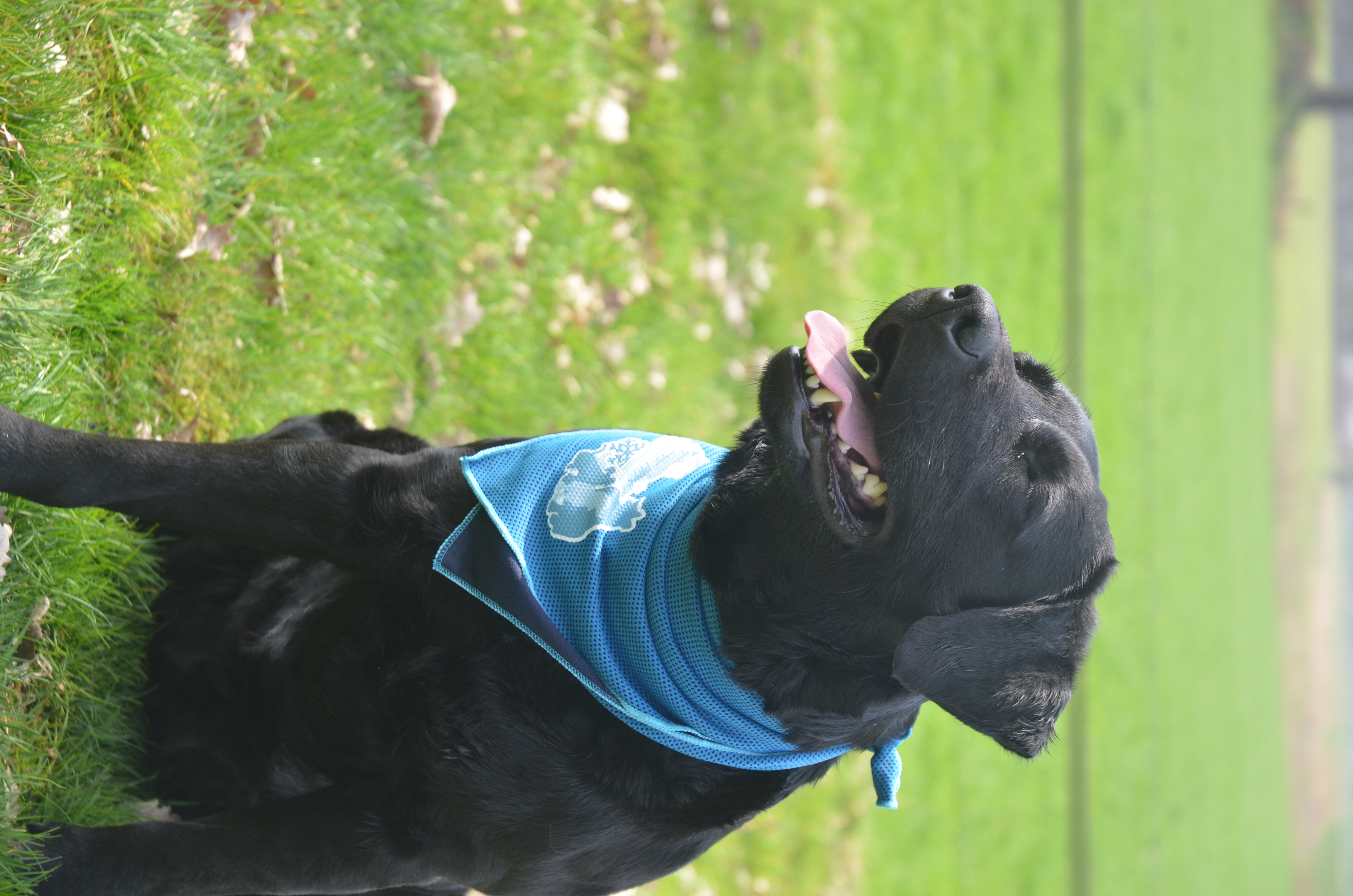 CoolPets Cooling Bandana S — afbeelding 4