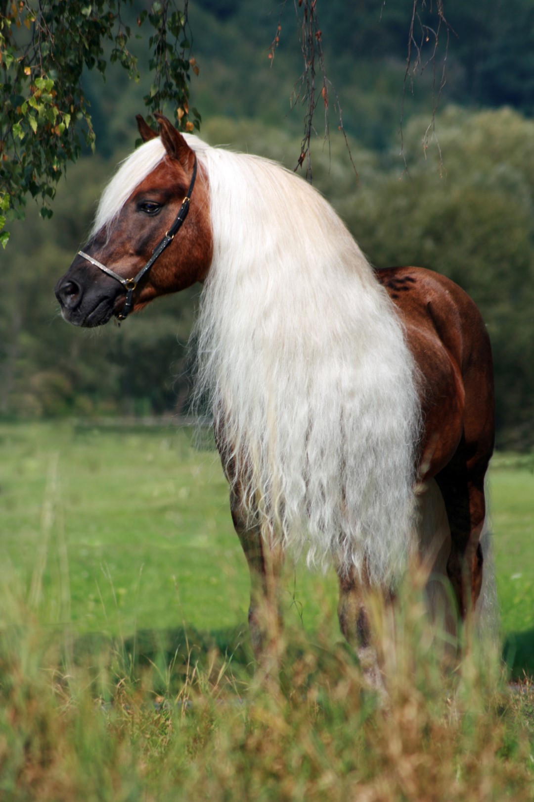 Excellent Horse Hi Gloss Spray 500 ml — afbeelding 4